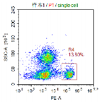 Anti-huCD8 Image 1